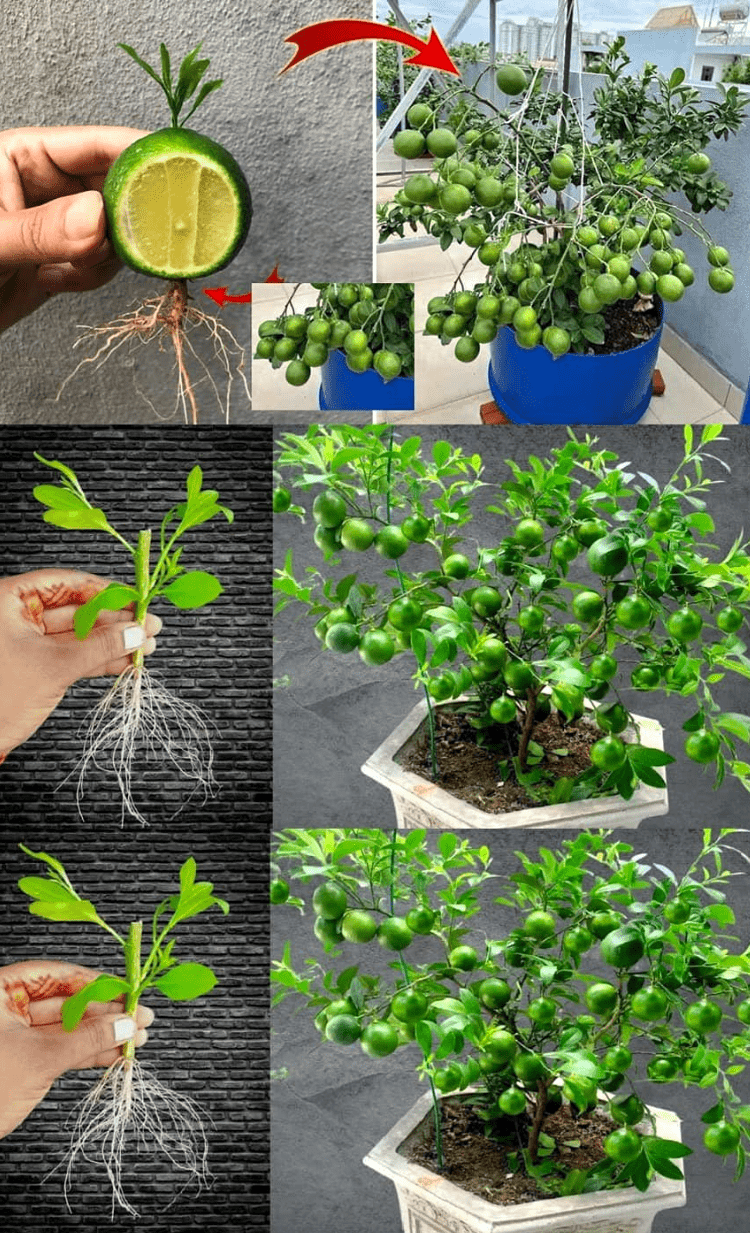 ¡Cultiva tu bienestar todo el año con este método sorprendente!