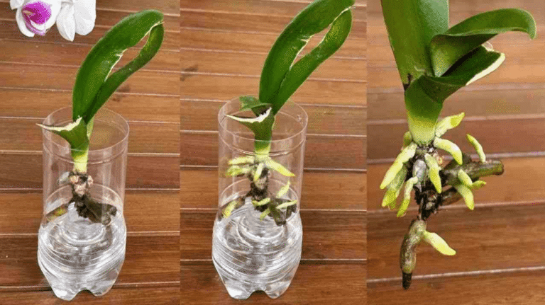 Desbloquea el potencial oculto de tus orquídeas con este método asiático sorprendente.