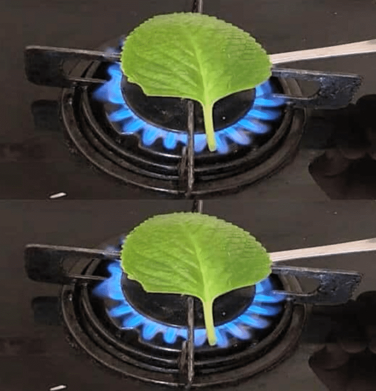 Descubre los impactantes beneficios de utilizar orégano en tu cocina… ¡Sorprendente!