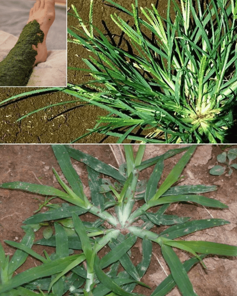 Descubre los impactos positivos en tu bienestar al emplear la planta de anserina… – Bienestar Total