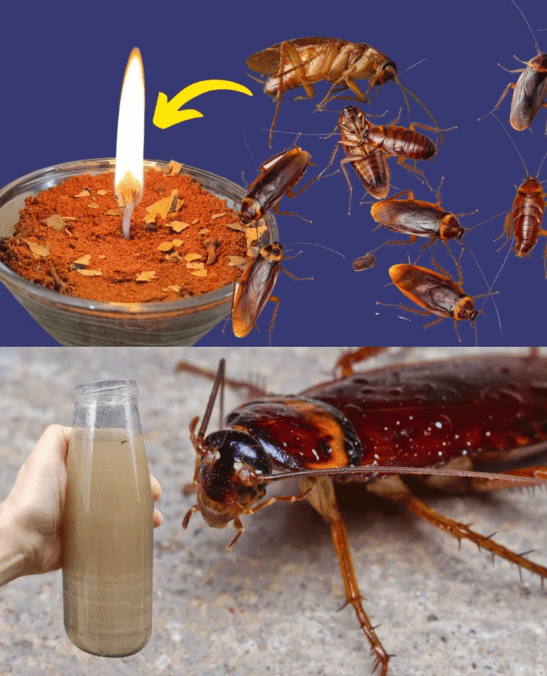 Despídete de las cucarachas en casa con este secreto natural…