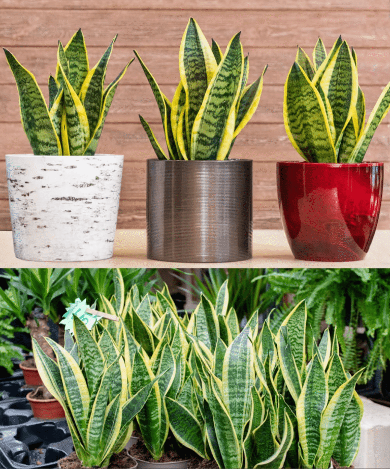 El secreto de la vitalidad de la suegra: el ingrediente natural que la rejuvenece. – Salud