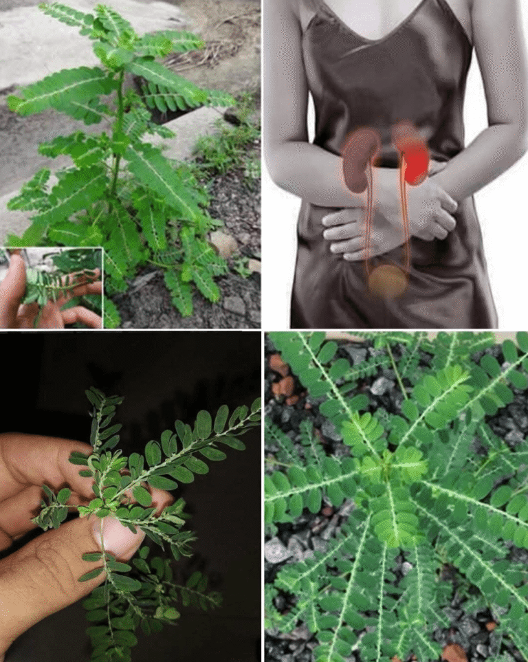 Secretos sorprendentes de la chancapiedra para potenciar tu bienestar… – Salud