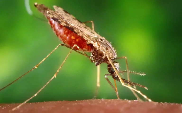 ¡El ADN Misterioso de los Mosquitos: Guardianes de Secretos Genéticos!