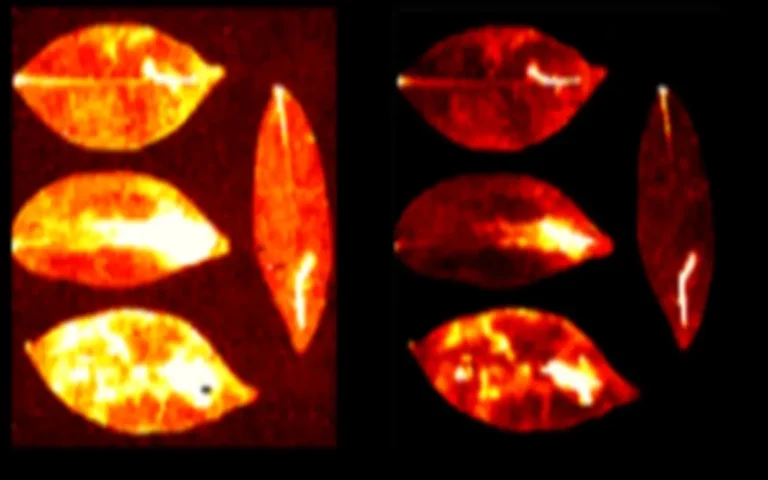 El misterio de la luz invisible que emiten los seres vivos: ¿desaparece al morir?