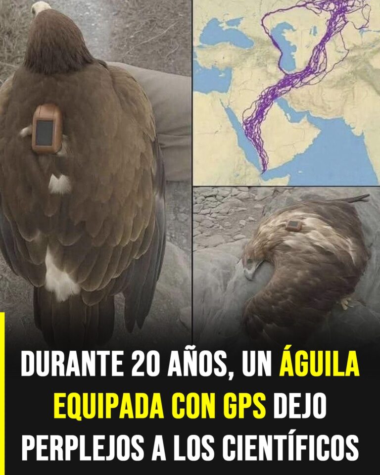 Increíble trayectoria de un águila desafiando la ciencia durante 20 años
