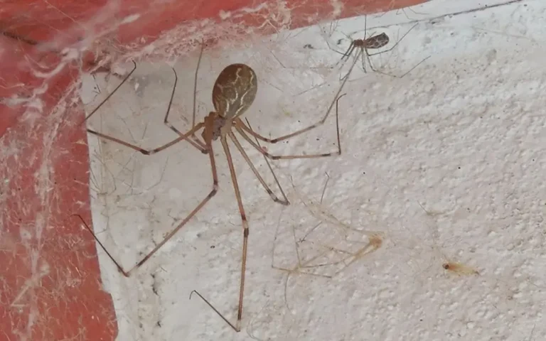 No elimines a las arañas de tu hogar: razones de un experto para no hacerlo