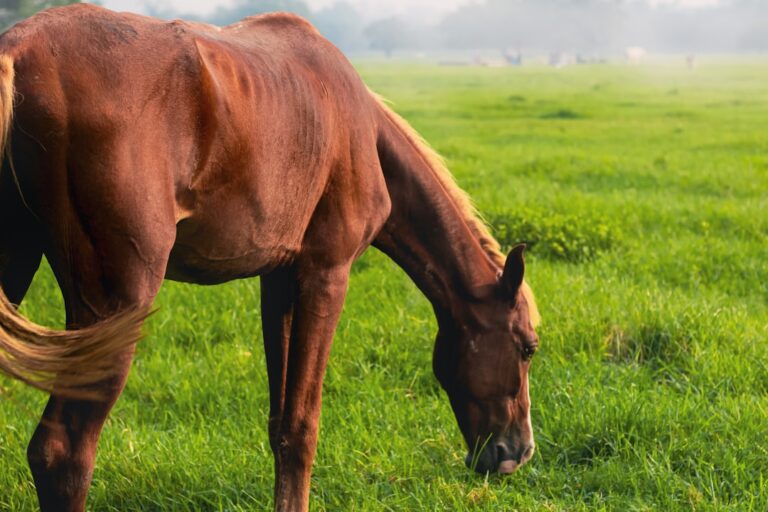 Nuevo antídoto derivado de equinos podría contrarrestar el COVID-19.