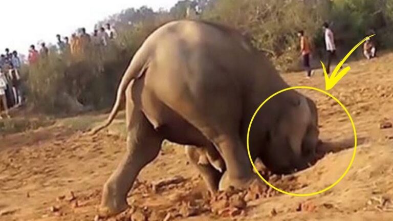 Por qué el Elefante Cavó un Agujero – El Misterio Revelado