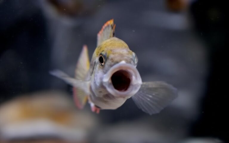 ¡Revelación: Bostezos en peces desde hace 200 millones de años!